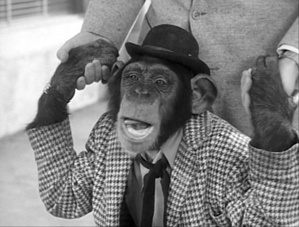 The Chimp - The Abbott and Costello Show, season 1