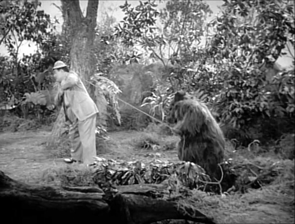 Lou Costello rescues a gorilla from a pit in "Safari"